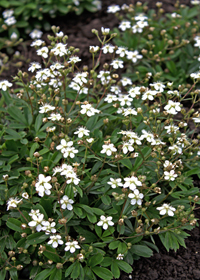 Potentilla tridentata